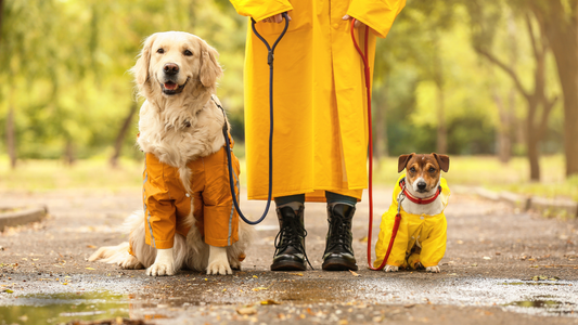 cute dogs with leash