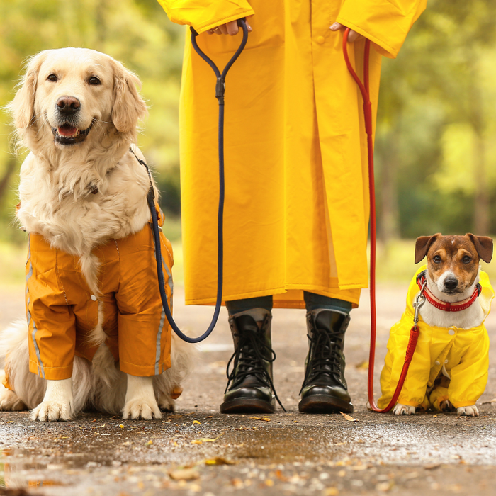 cute dogs with leash