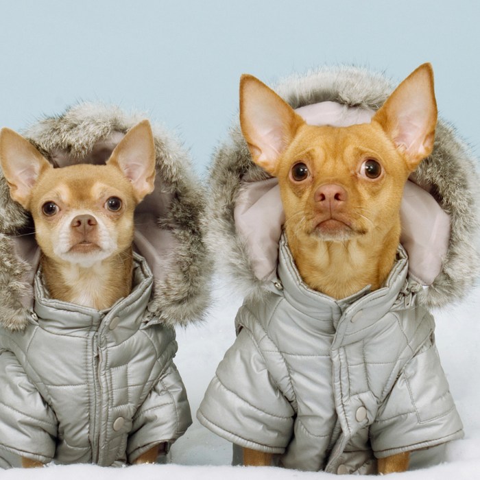 The Ultimate Guide to Dog Winter Clothes – Keep Your Pup Warm and Stylish