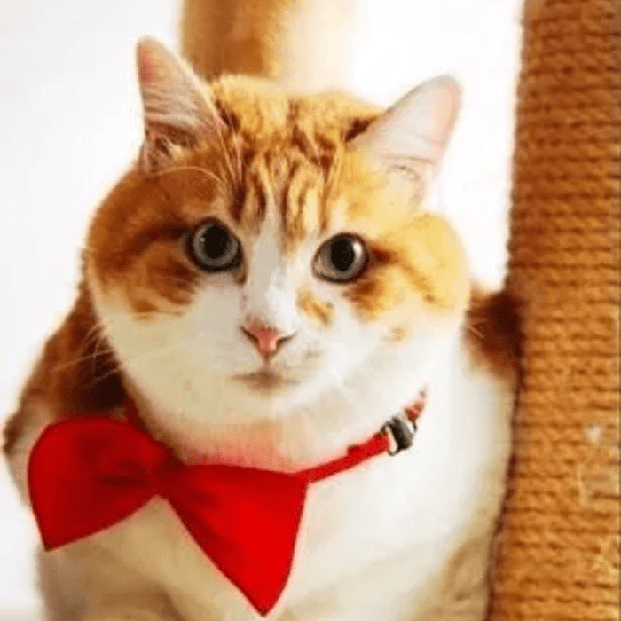 Chic Adjustable Pet Bow Tie Collar - Durable Polyester, Fits Small to Large Dogs & Cats