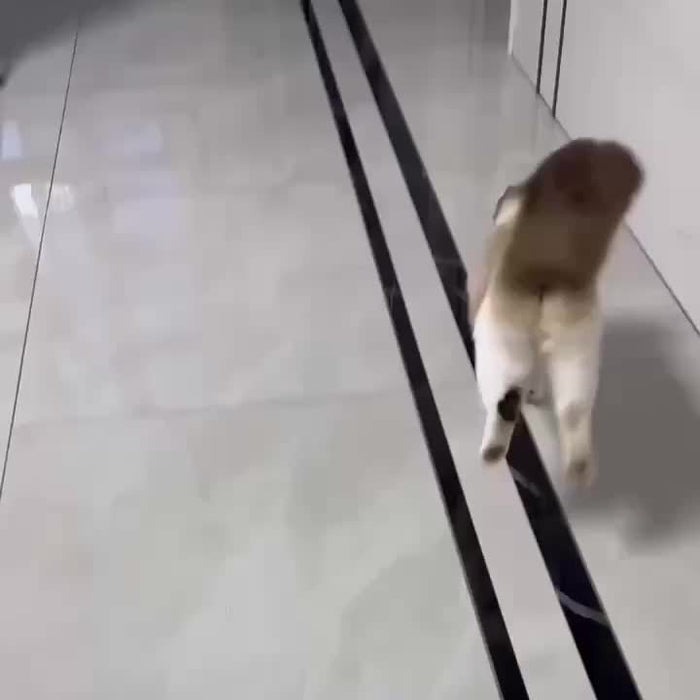 Interactive Electric Cat Toy with Sound - USB Rechargeable, Durable Chew-Resistant Ball for All Breeds, Interactive Cat Toy, Smart, Relieve Boredom