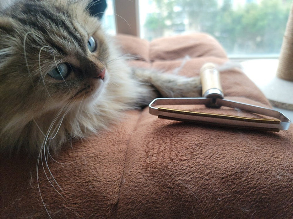 Say Goodbye to Pet Hair: Effective Grooming Brush for Cats and Dogs