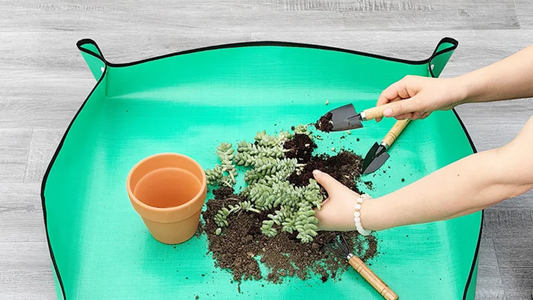 repotting cactus using the home gardening plant mat