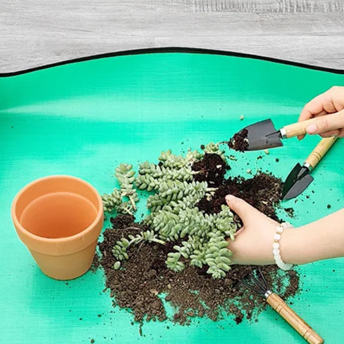repotting cactus using the home gardening plant mat
