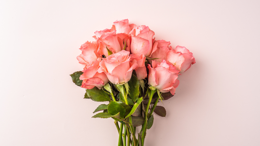 pink rose