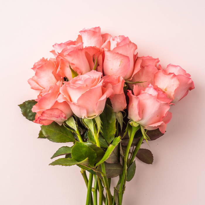 pink rose