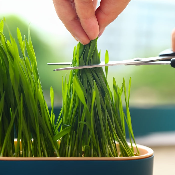 1pc, Hydroponic Grass Growing Pot For Improved Digestion And Health - Includes Greenhouse Grow Box (Seeds Not Included)