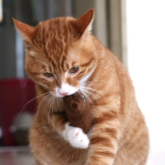 1pc Cat Design Cat Teaser Toy Containing Squeaky Plush Pillow Toy Interactive Pet Supply