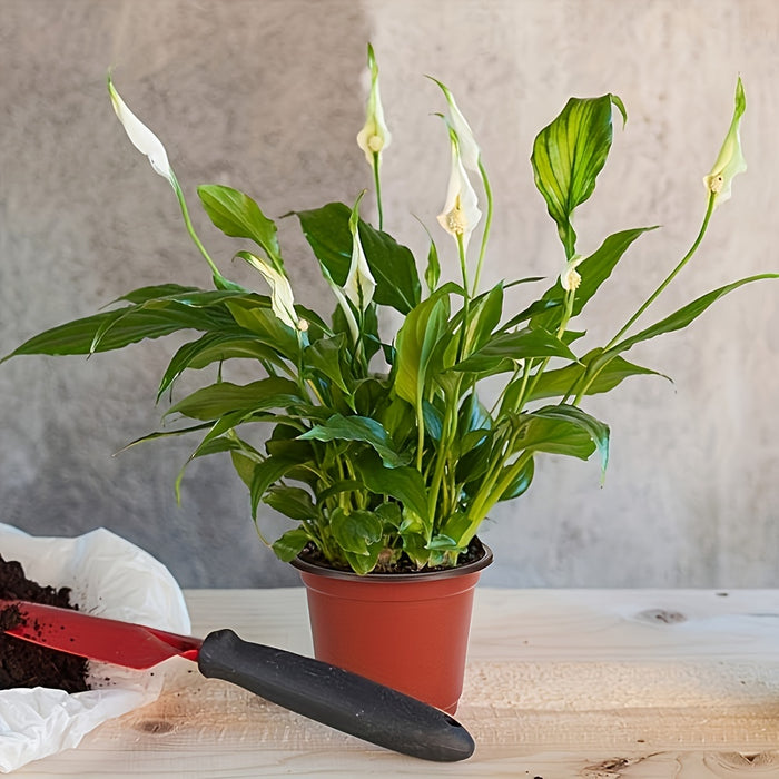 50pcs, Plastic Planter Pots For Indoor And Outdoor Plants, Lightweight Plastic Plant Pots For Seed Starting And Cultivation | Durable, Affordable, Ideal For Seed Germination And Flower Cultivation | Versatile Sizes | Extra La