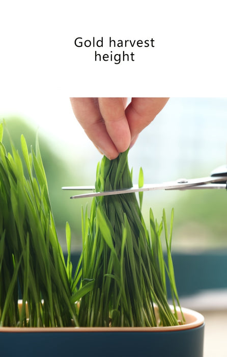 1pc, Hydroponic Grass Growing Pot For Improved Digestion And Health - Includes Greenhouse Grow Box (Seeds Not Included)