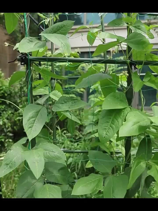 Set of 2 Sturdy PVC Garden Trellis Netting - Reliable Support for Vines, Blooms & Produce, Simple Installation, Weatherproof, Climbing Garden Rope, Ideal for Spring
